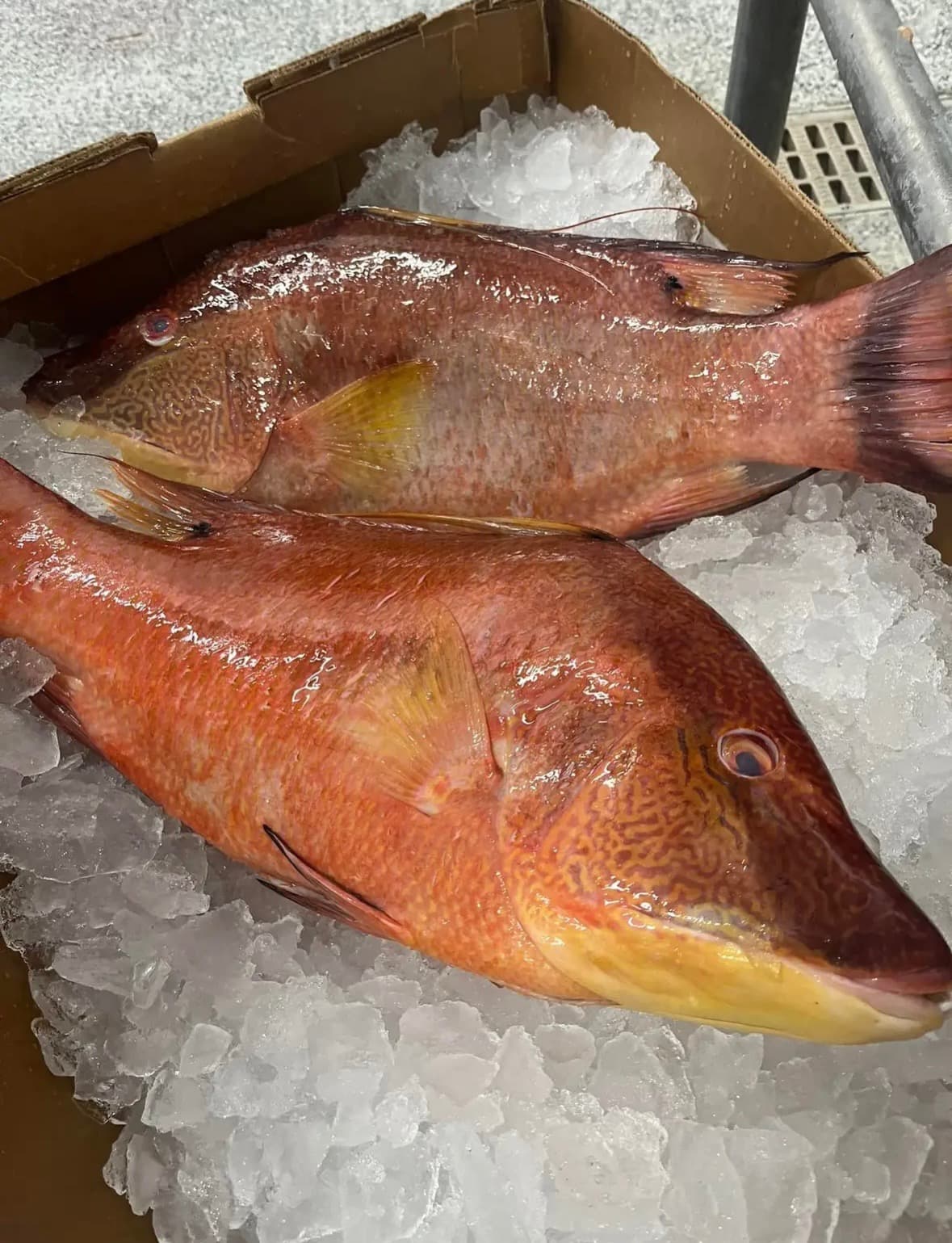 Hogfish