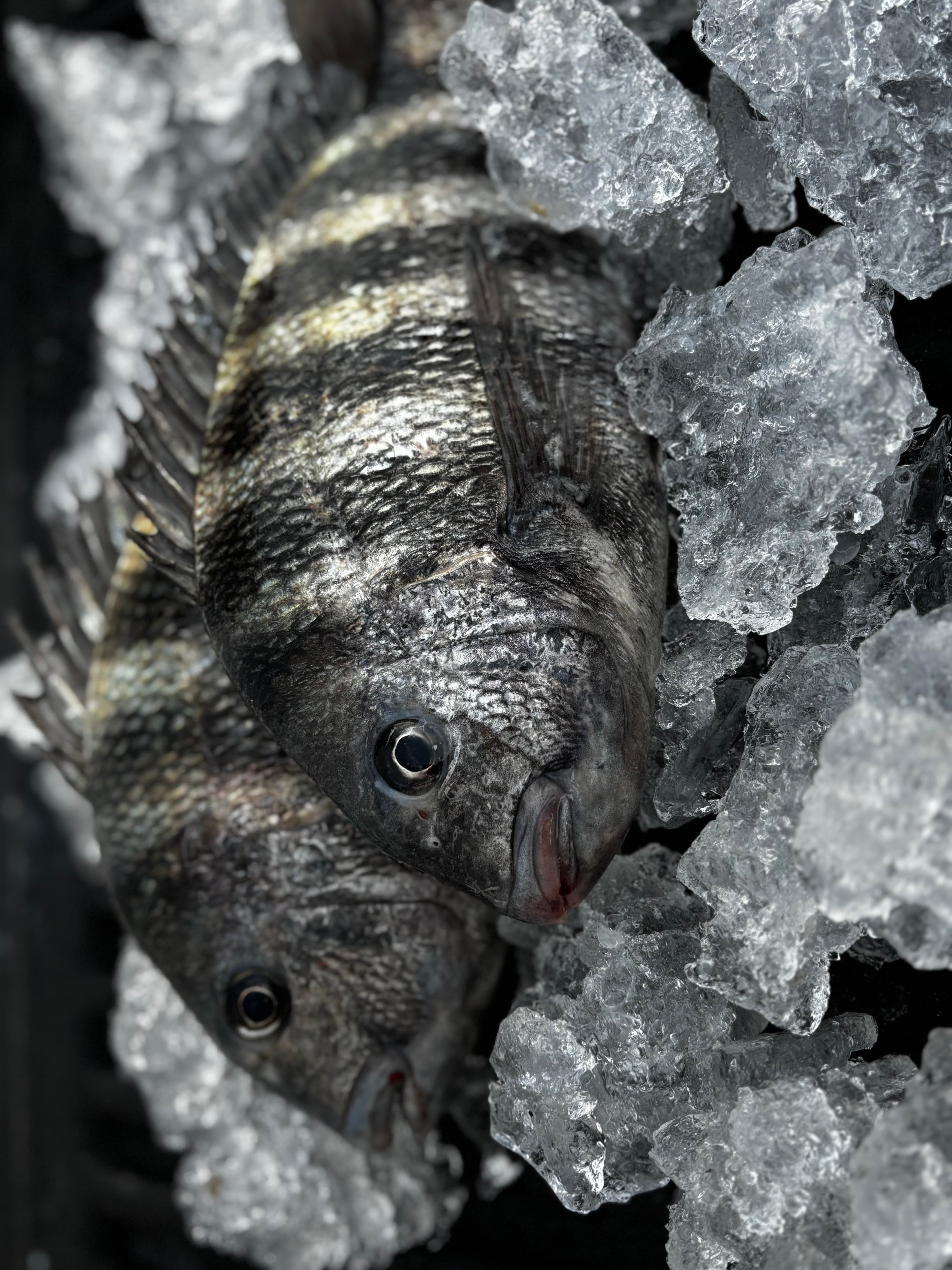 Sheepshead