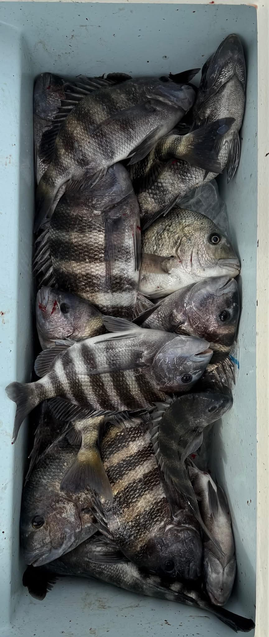 Sheepshead 2