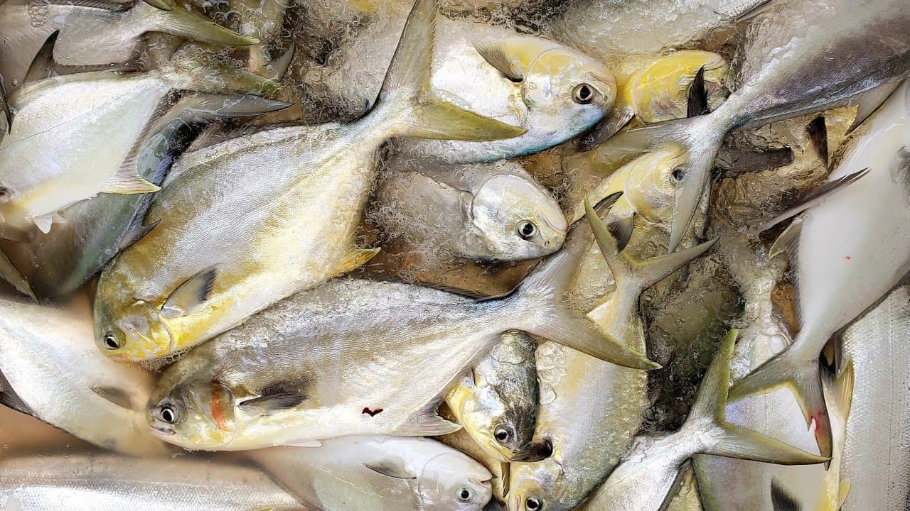Florida Pompano