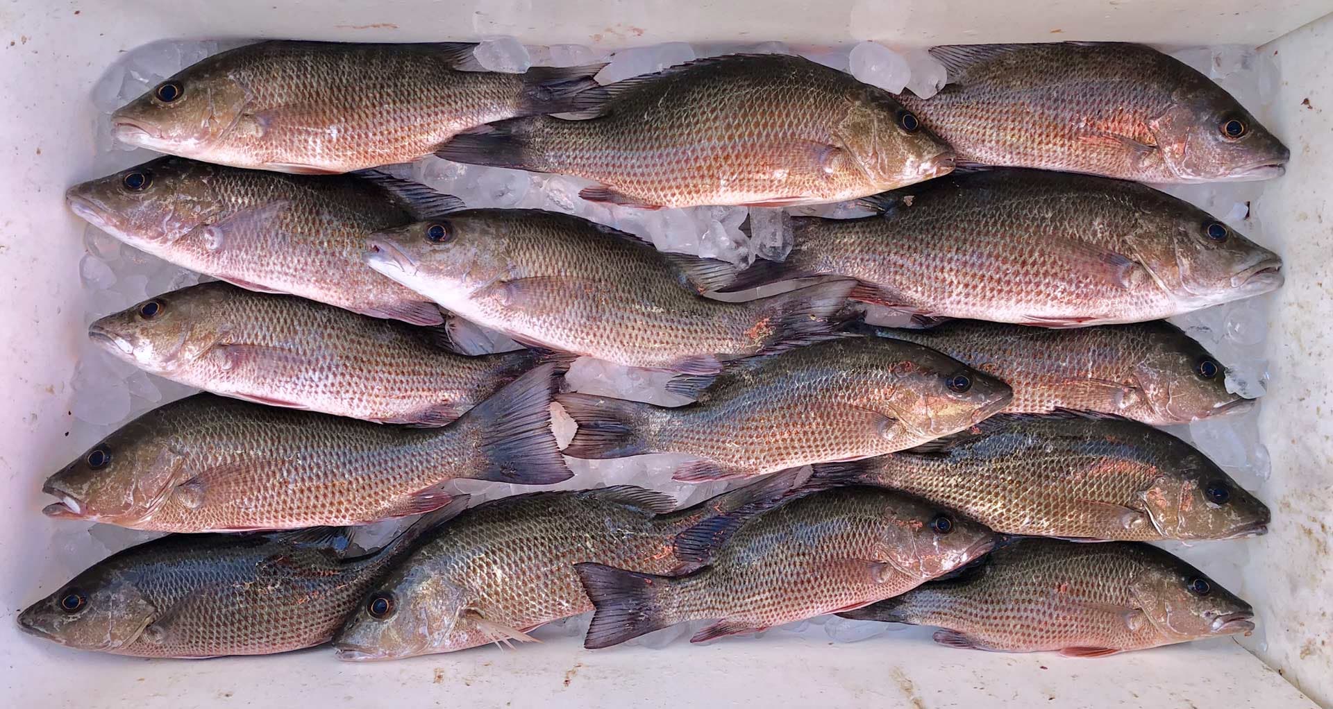 Mangrove Snapper