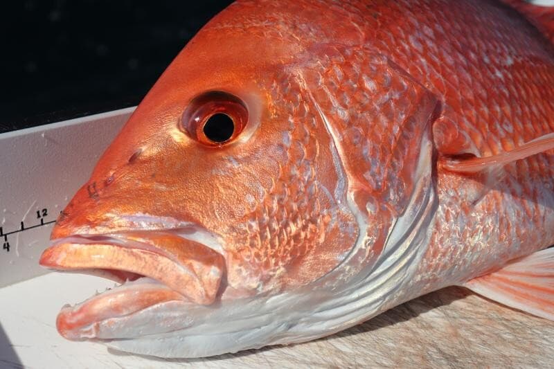 American Red Snapper