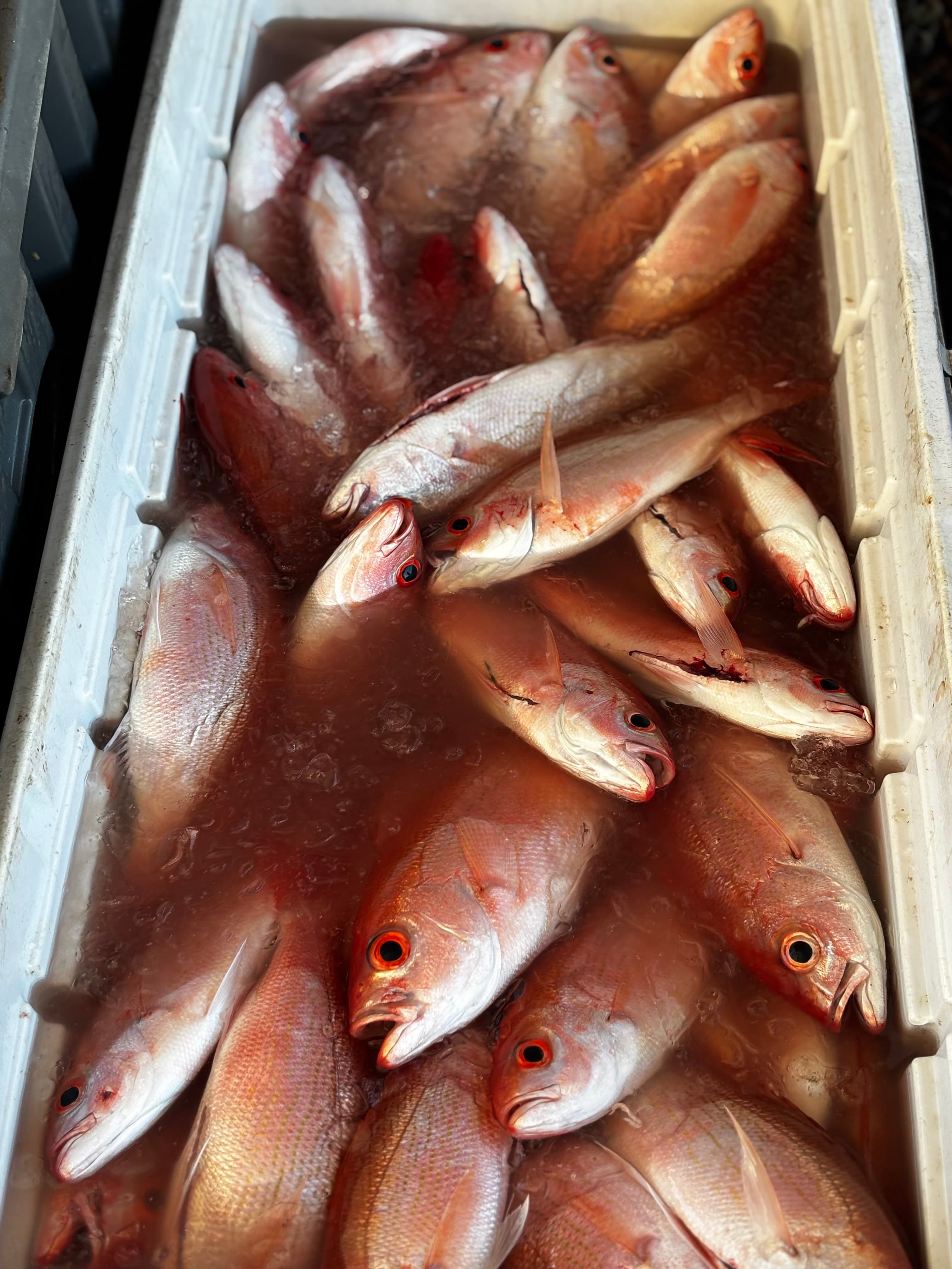 American Red Snapper 2