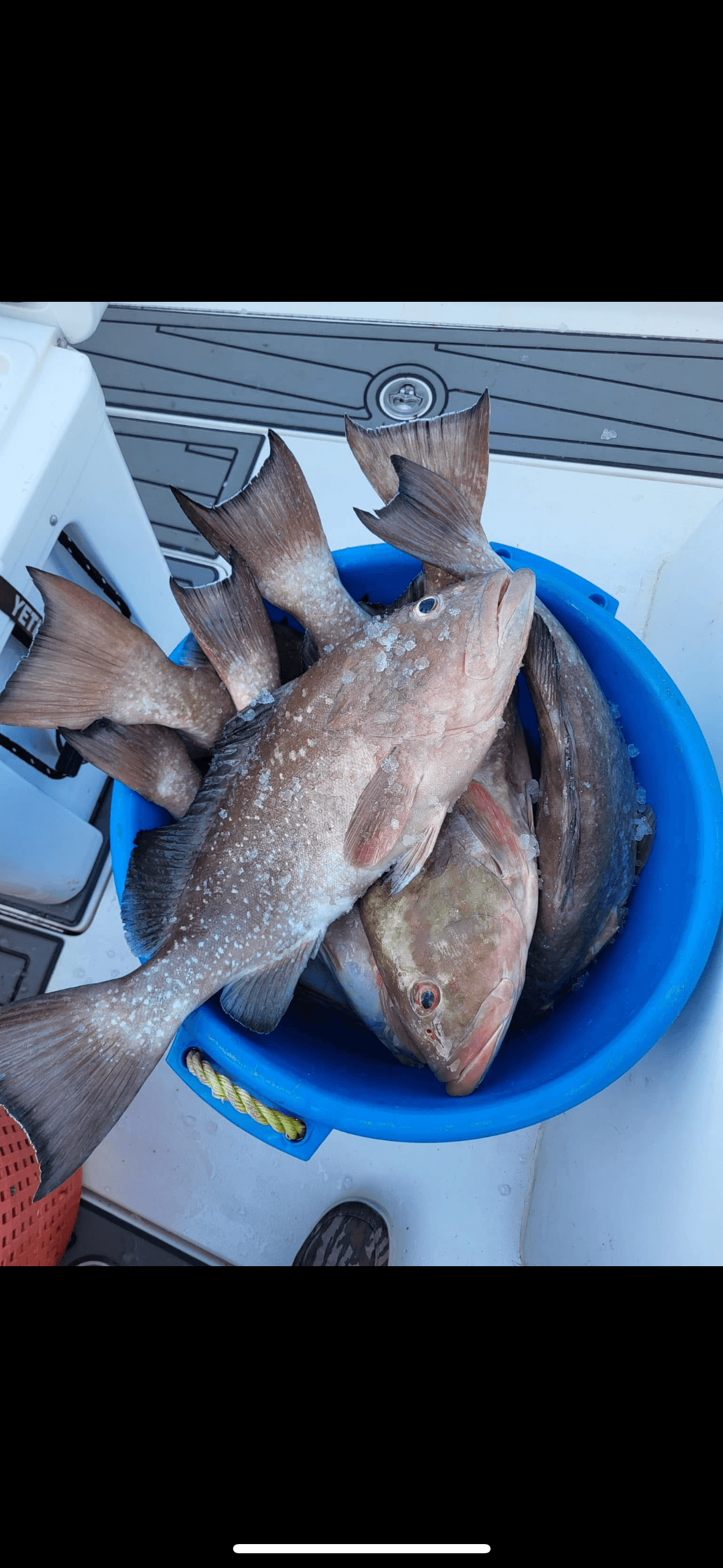 Red Grouper
