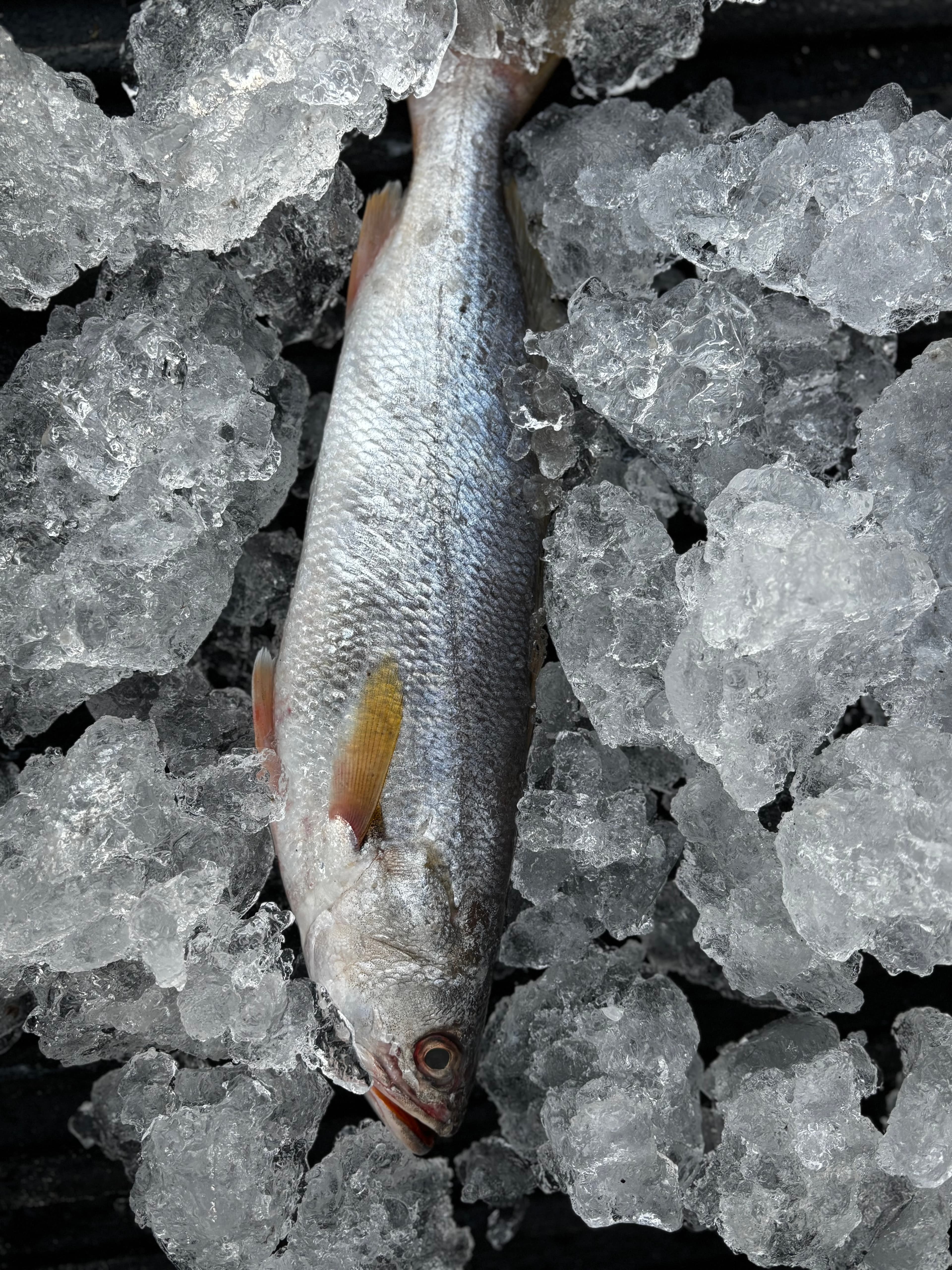 Sand Trout