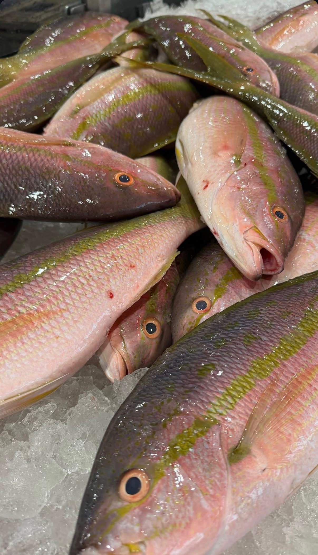 Yellowtail Snapper