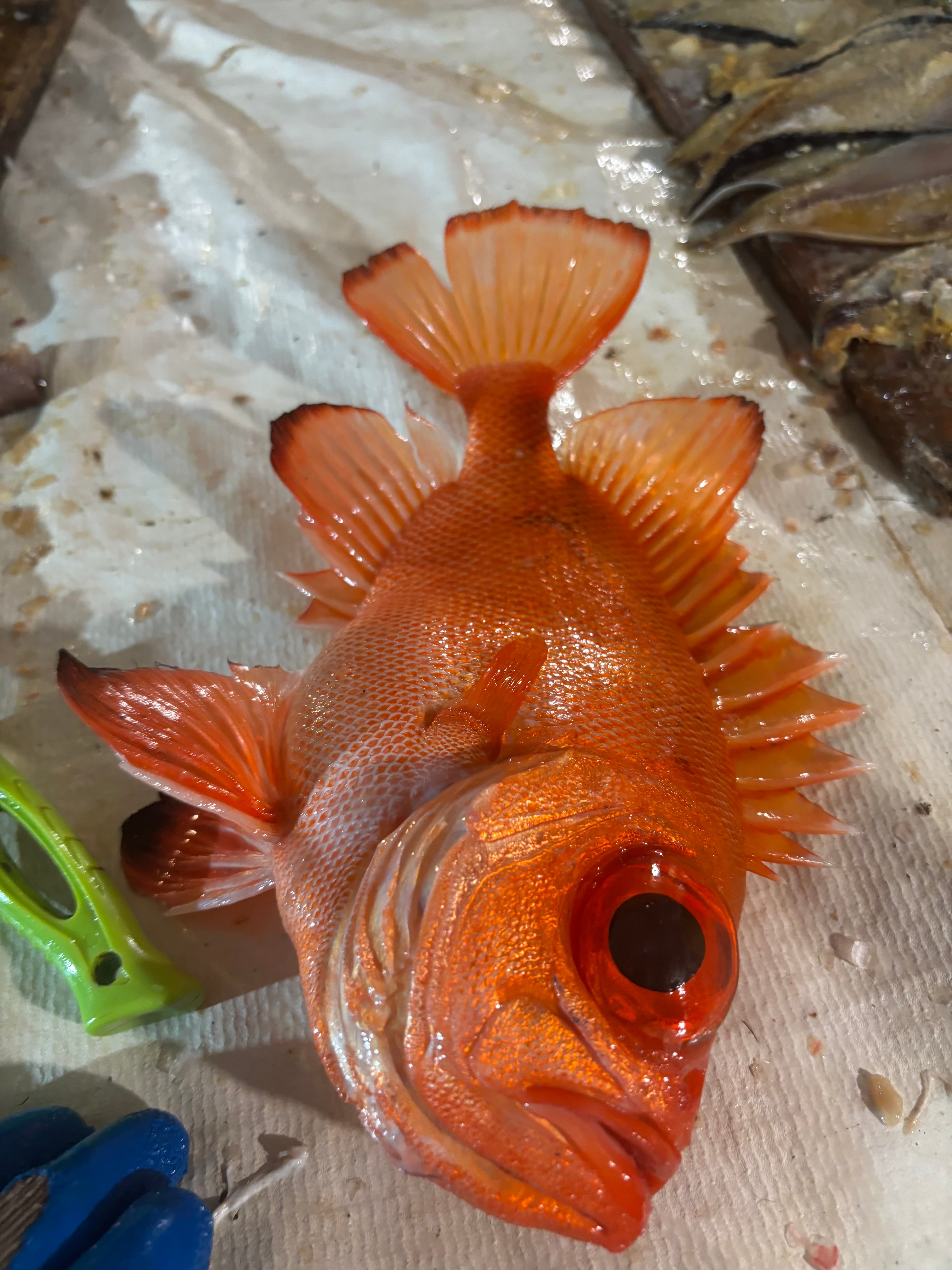 Big Eye Toro
