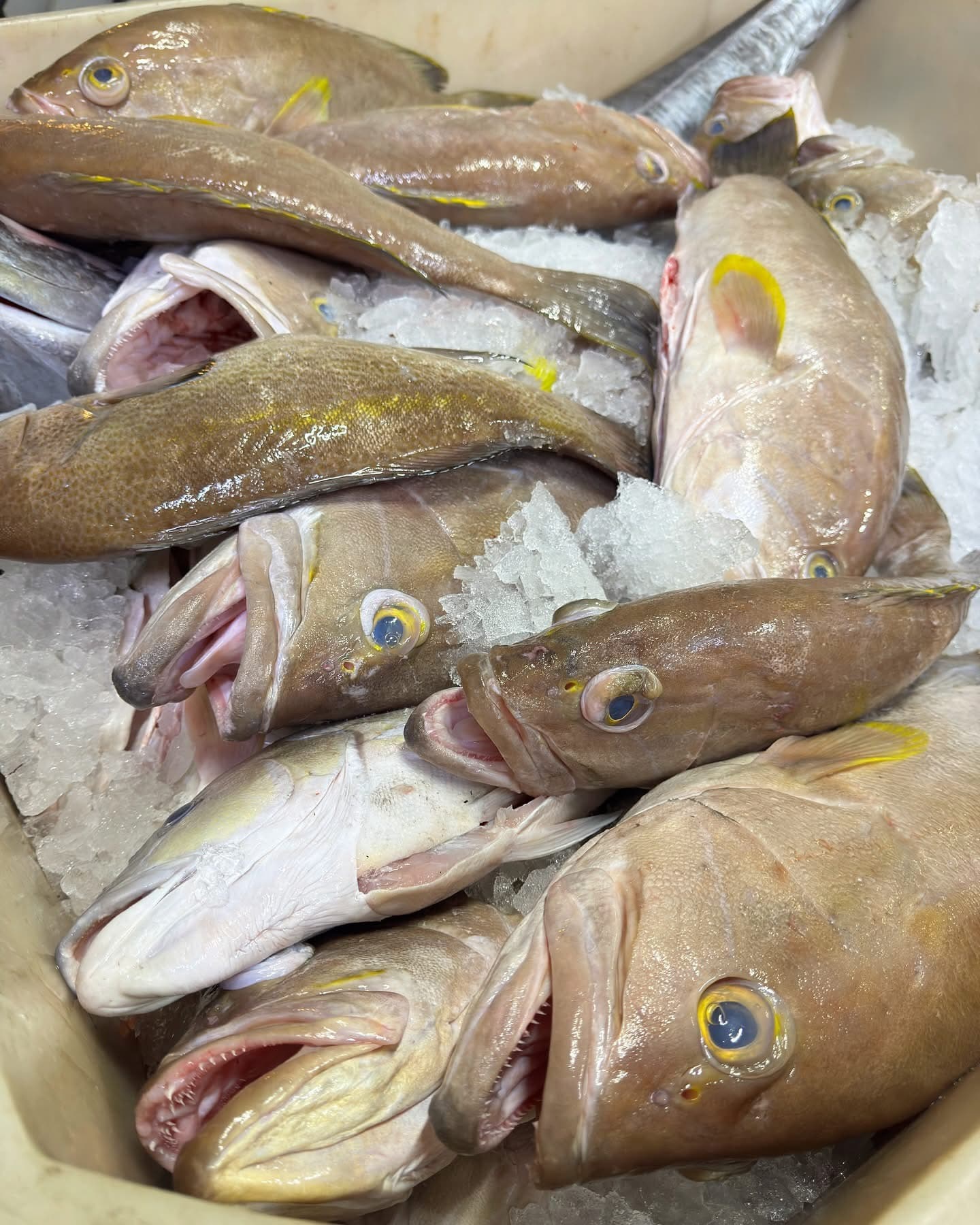 Yellowedge Grouper
