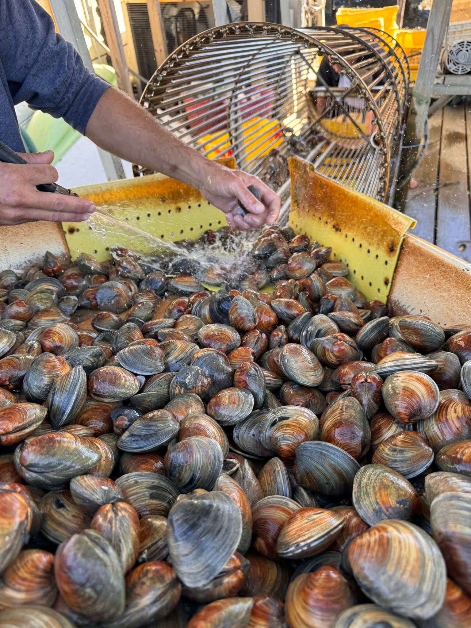 Cedar Key Little Neck Clams