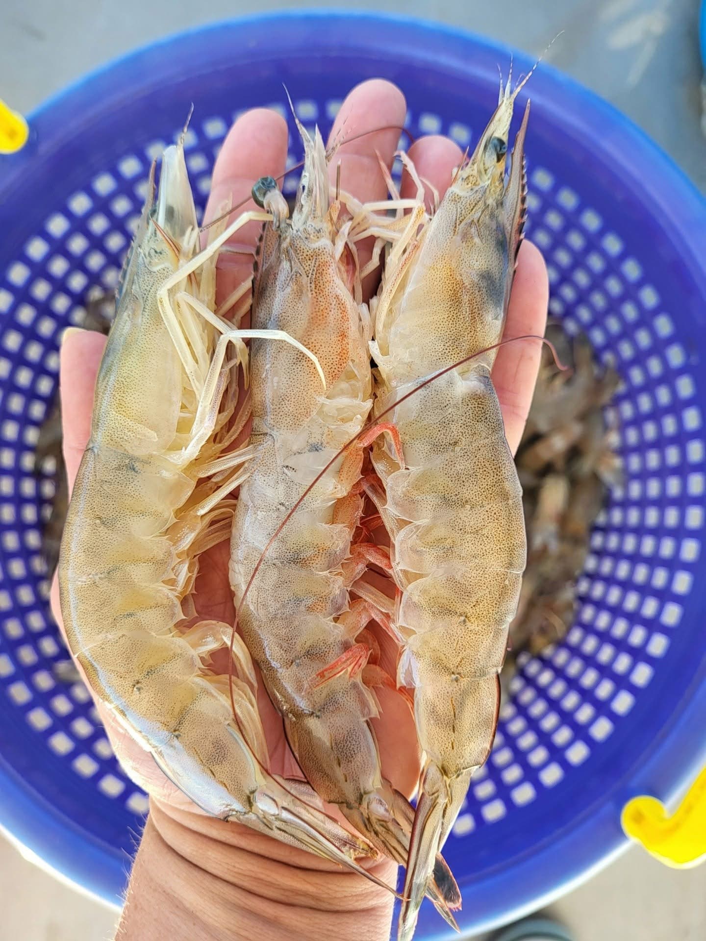 Gulf White Shrimp
