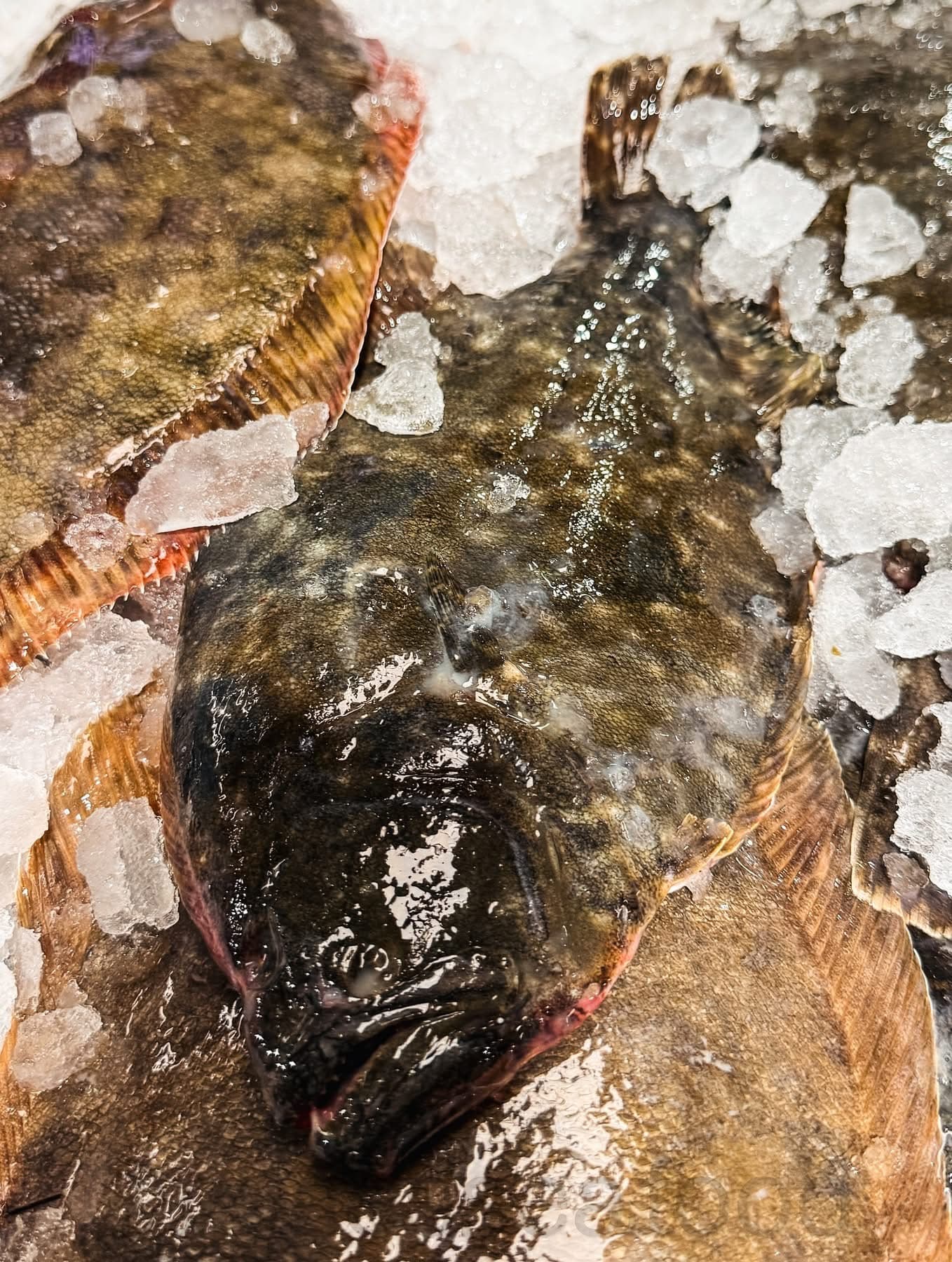 Gulf Flounder