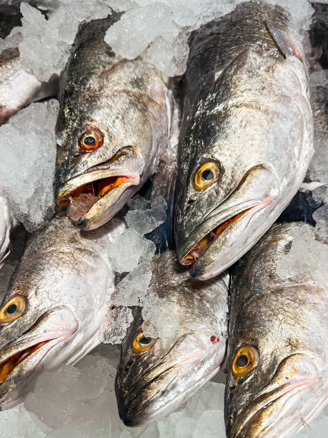 Speckled Trout