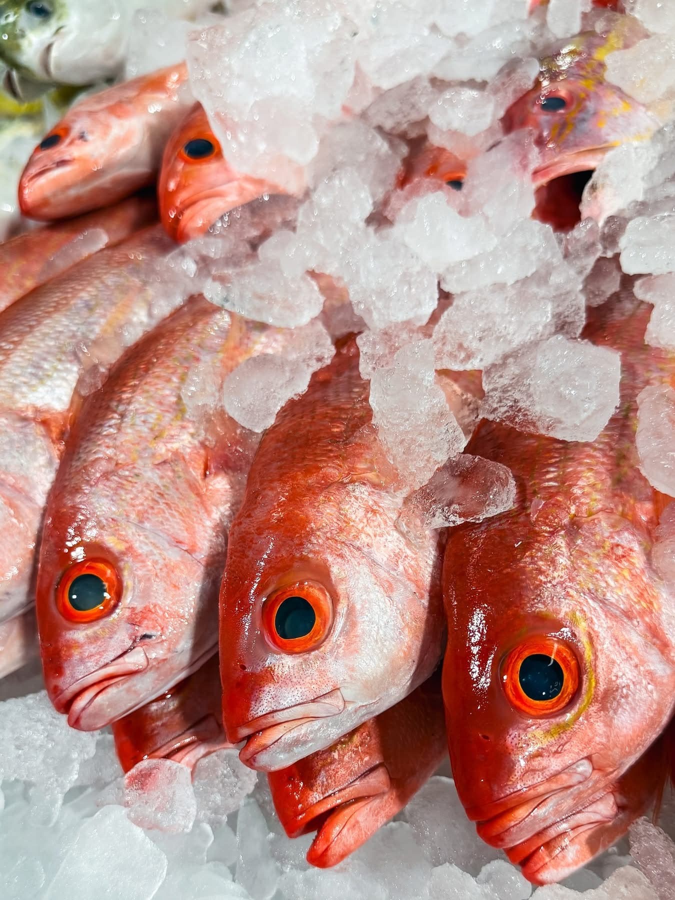 Vermillion Snapper