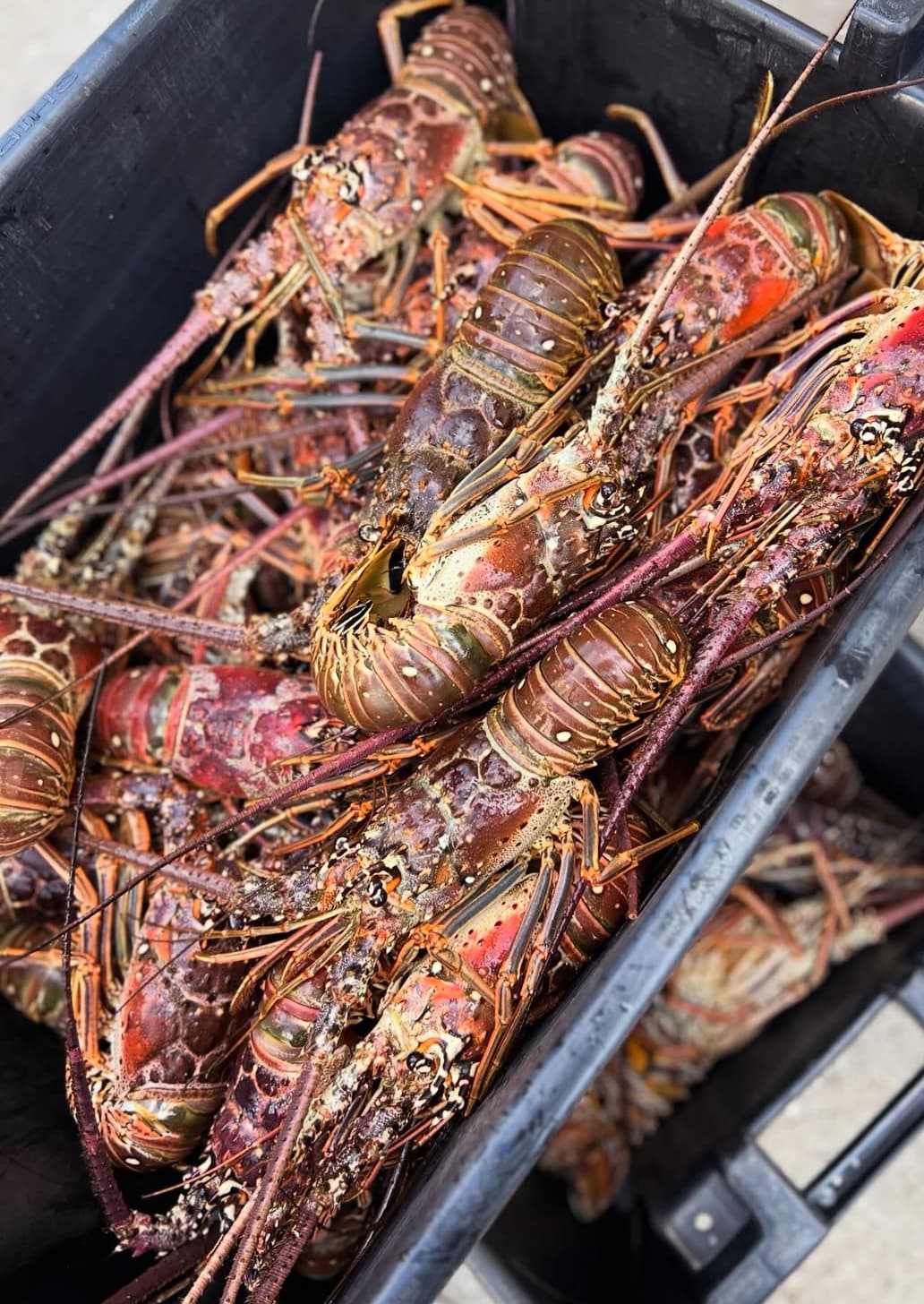 Florida Spiny Lobster