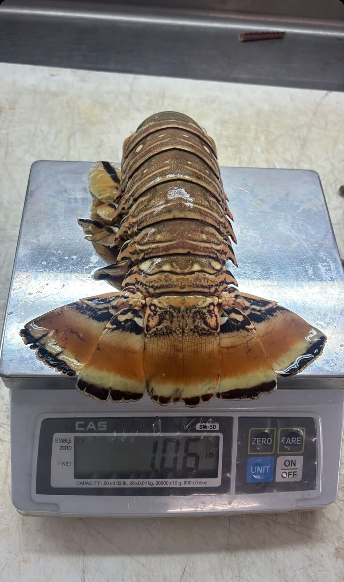 Florida Spiny Lobster 2