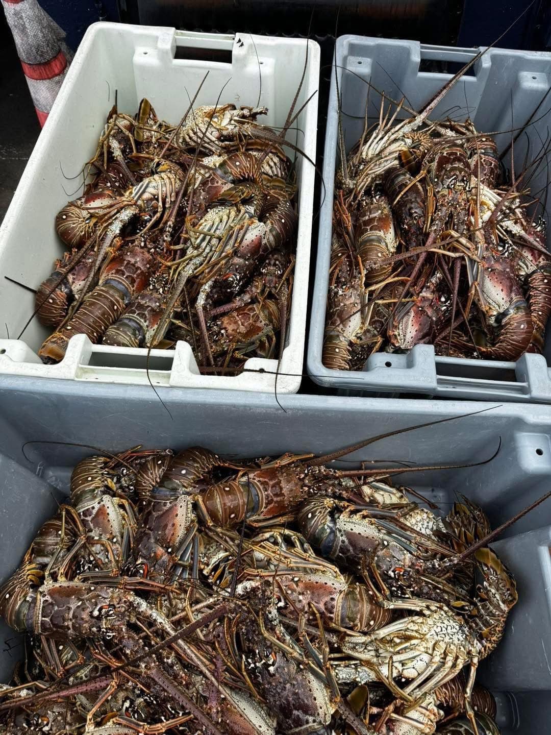 Florida Spiny Lobster 3