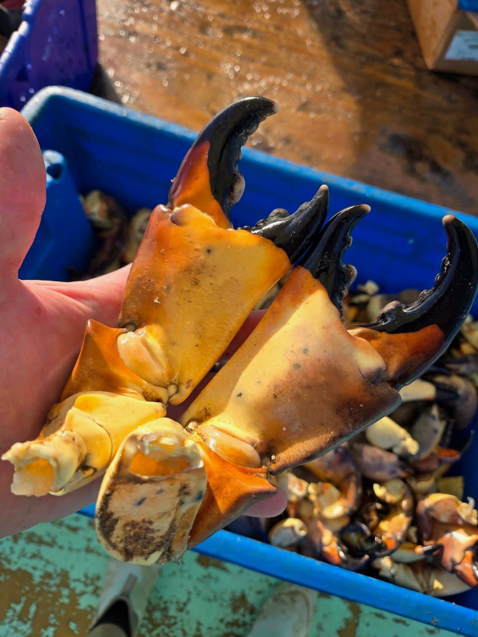 Florida Stone Crab Claws 3