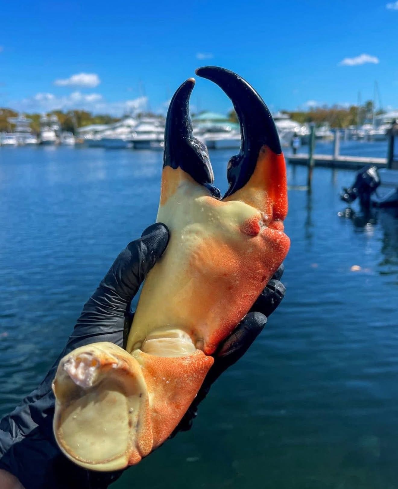 Florida Stone Crab Claws 4