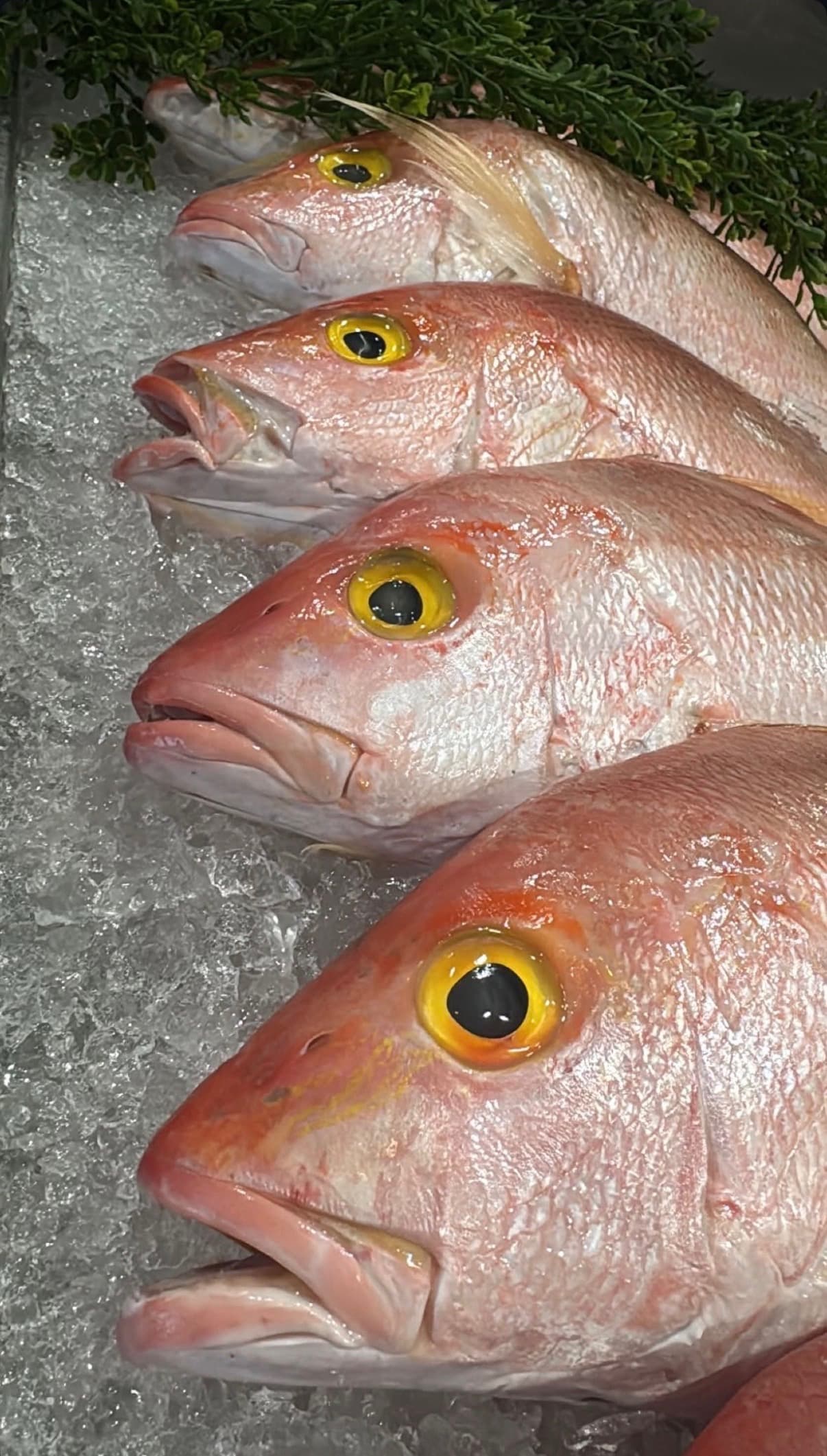 Yellow Eyed Snapper